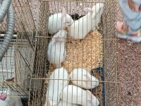 Yeni sütten kesilmiş albino yavru tavşanlar
