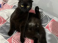 Siyah Scottish Fold Kızımıza Yuva Arıyoruz