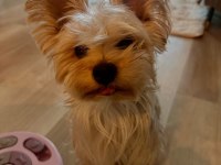Full eğitimli aşılı masrafsız köpeğimiz