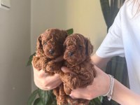 Toy poodle için güvenilir tek adres