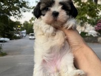 Shih tzu dişi minyatür yavru
