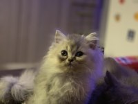 Longhair silver british