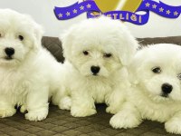 K9 AVRUPA ÇİFTLİĞİNDEN MALTESE TERRİER YAVRULARI
