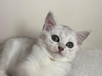SLİVER YAVRU KEDİM