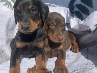 Şampiyon soydan doberman yavrular