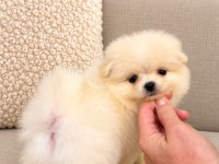 Pomeranian Baby Face Yavrularımız