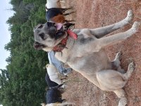 Kurtçu kangal köpeği