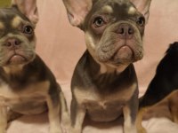 AŞILI ISABELLA ve FLUFFY TAŞIYICI FRENCH BULLDOG KIZLAR