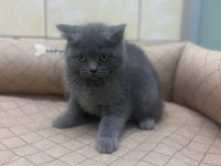 K9 AVRUPA ÇİFTLİĞİNDEN BRTİSH VE SCOTTİSH YAVRULARI
