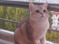 SAFKAN BRİTİSH SHORTHAİR GOLDEN 6 AYLIK ERKEK