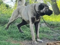SİVASIN DEV ŞAMPİYONU KANGAL