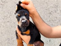 Safkan Doberman Köpeği