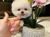 Yakışıklı pomeranian oğlum chıvas