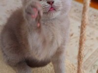 ŞEKERİLİNKOO KEDİMİZ