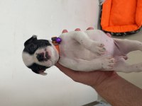 French Bulldog Dişi