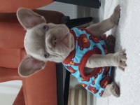 FRENCH BULLDOG EGZOTİK YAVRULAR