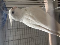 2.5 Yaşında Albino Erkek Sultan Papağanı
