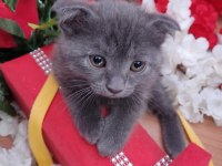 Scottish fold yavruları 3 aylık