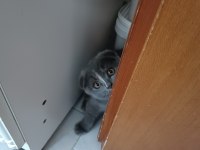 Gri Scottish Fold 4 Aylık
