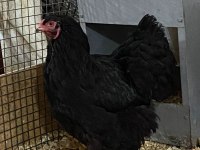 BLACK BRAHMA KULUÇKALIK YUMURTA & CİVCİV