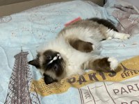 SAFKAN RAGDOLL KEDİMİZ