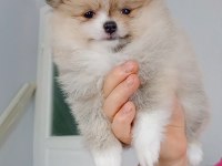 Pomeranian boo köpeği