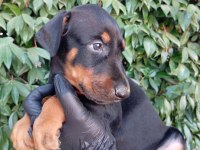 IRK VE SAĞLIK GARANTİ SAF KAN DOBERMAN YAVRULARIMIZ