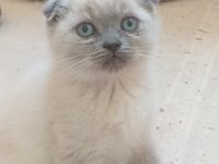 Blue Point Yavrular Scottish Fold
