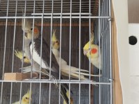 sultan papağanı 2 aylık