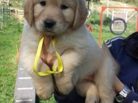 GOLDEN RETRİEVER YAVRULARI