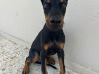 Üst kalite aşılı doberman yavrumuz