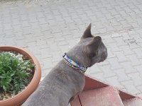 Blue brindle french bulldog