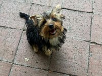 AŞILI KARNELİ ÇİPLİ YORKSHİRE TERRIER BEBEKLERİM