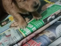 Toy poodle