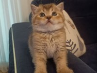 Black Golden Erkek British Shorthair