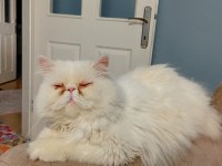 İran persian erkek sahiplendirme