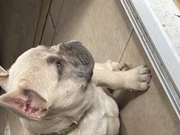 Yavru fazlalıktan french bulldog