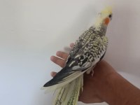 Ele kola alışkın yavru Papağanlar