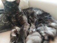 18 aylık safkan çipli erkek maine coon