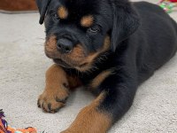 Rottweiler Bebeklerimiz