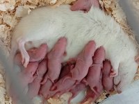 Rat bebekler