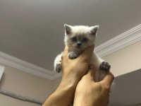 1 Mayıs doğumlu british shorthair bebekler