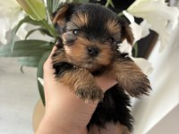 A kalite yorkshire terrier bebeklerimiz