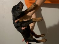 FCİ SECERELİ MUHTEŞEM KAN HATTI DOBERMAN