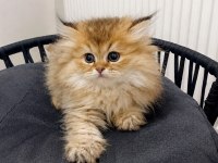 Premium Güzellikte British Longhair