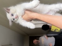 Ragdoll yavrular dişi erkek