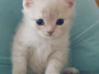 BRİTİSH SHORTHAİR ORJİNAL SEVİMLİ YAVRU KEDİ LILAC