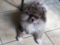 POMERANİAN BOO EN NADİRİ OLAN MARLEY YAVRUMUZ