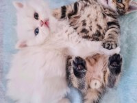 British Longhair Ve British Shorthair Yavru Kedi