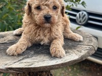 Konya içi teslim maltipoo yavrular